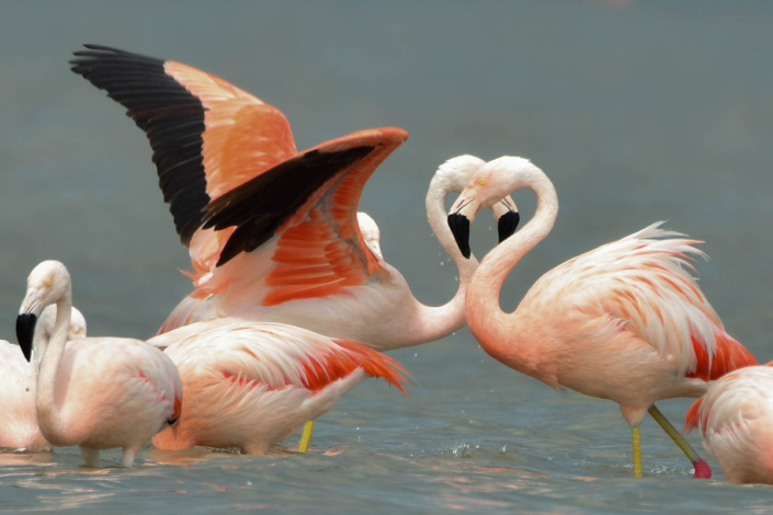 Flamingos in Ansenuza National Park in Argentina.