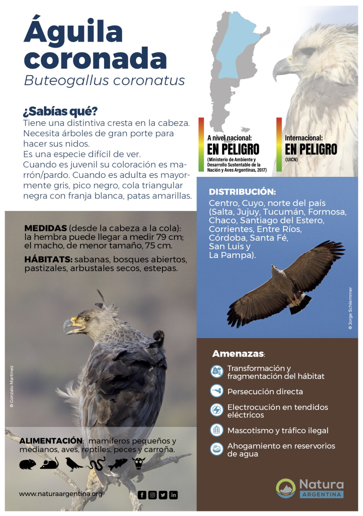 Info_AguilaCoronada