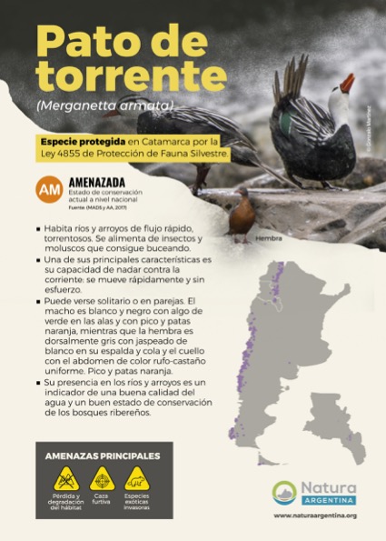 Folleto Pato del torrente 15x21