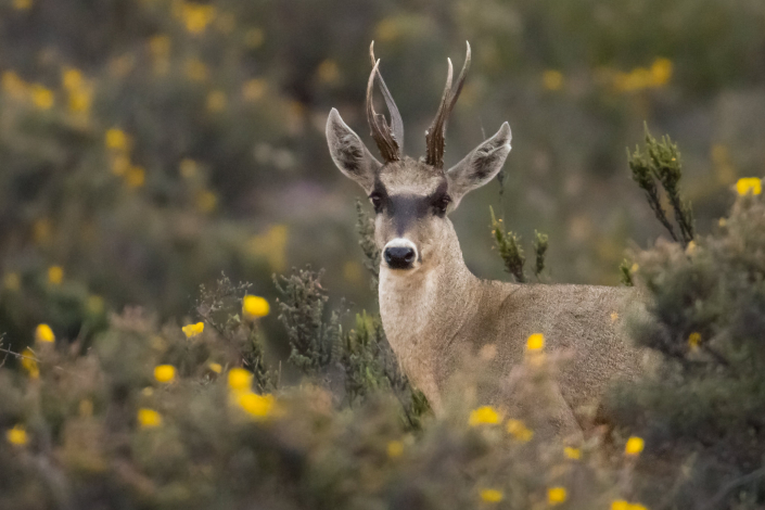 Copia de Taruca macho – Hippocamelus antisensis – Fuente Mathias Jacob Dunner