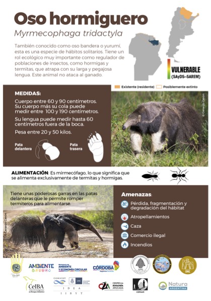 Info_Oso Hormiguero