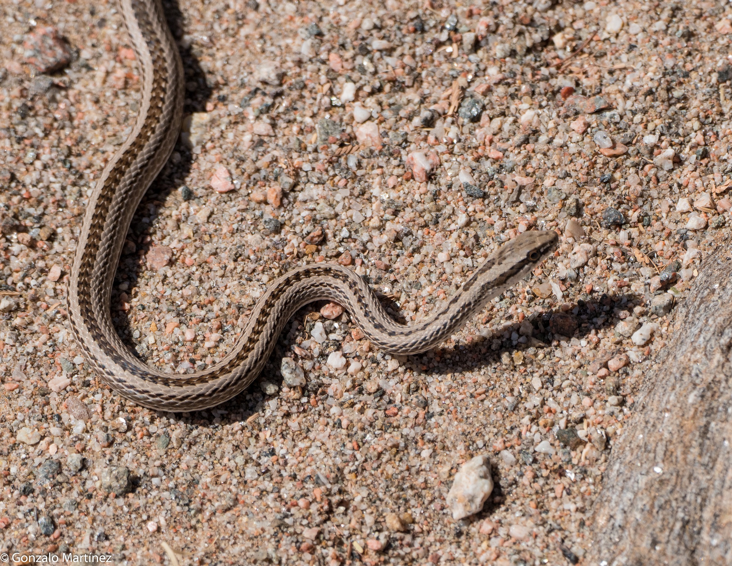 1- Culebra arenera (Cébila)