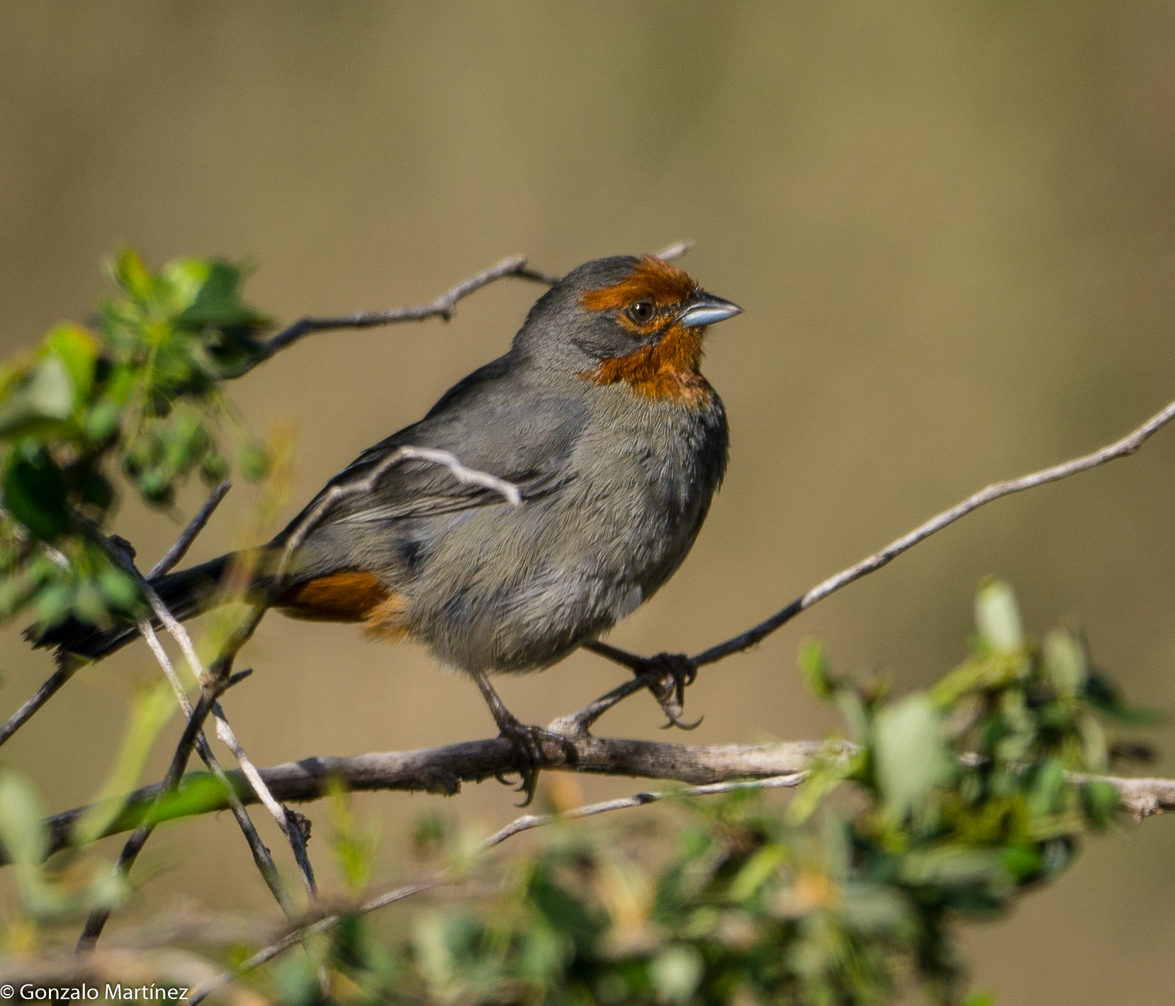 3 - Monterita serrana en Ambato