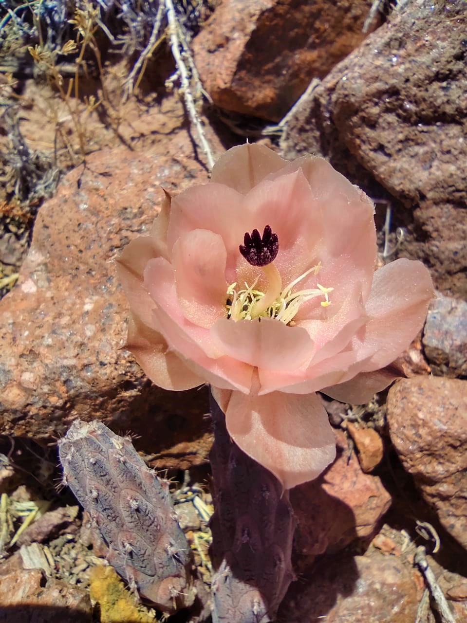 ESPECIES 2 - Pterocactus reticulatus