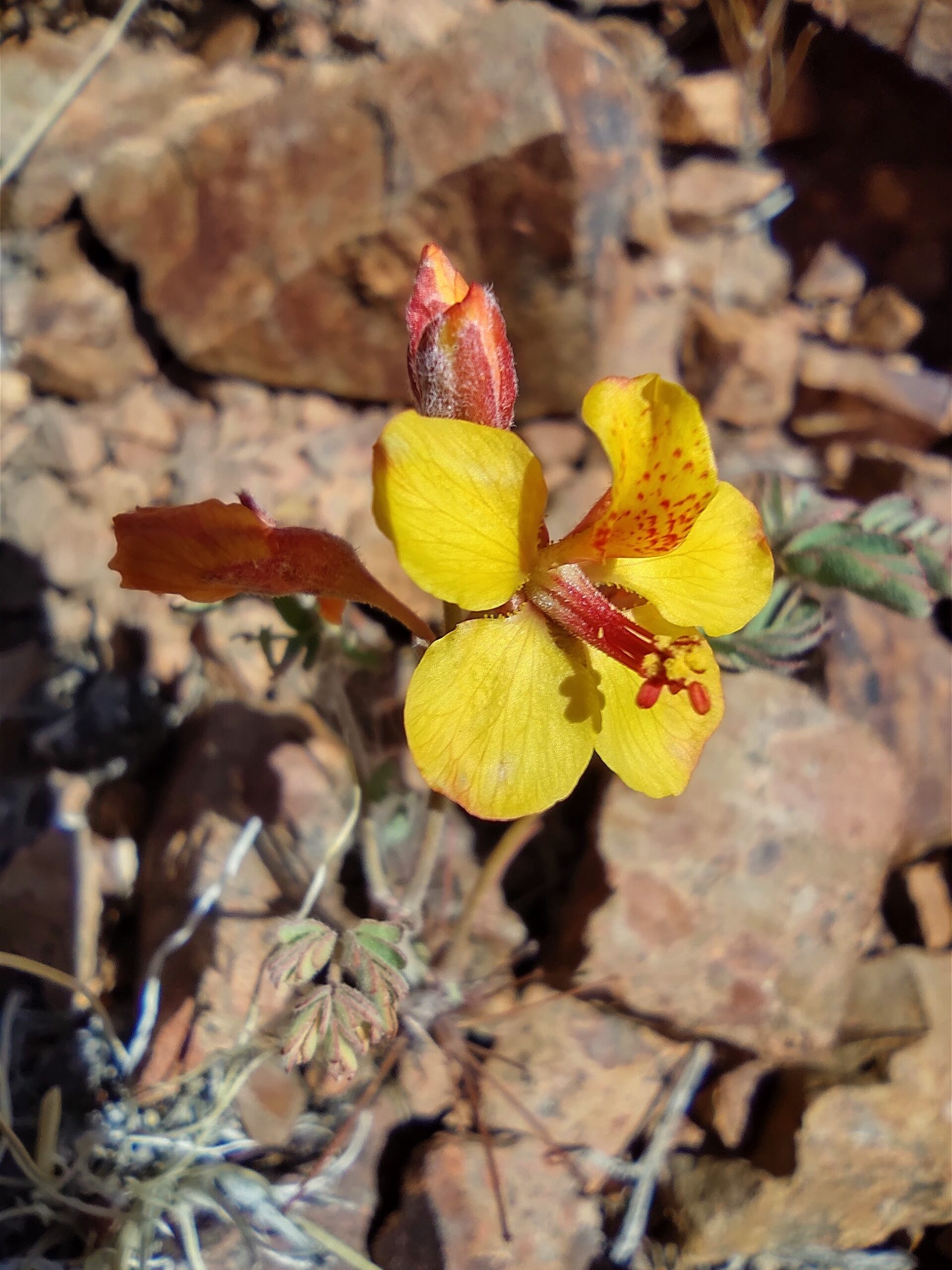 ESPECIES 21