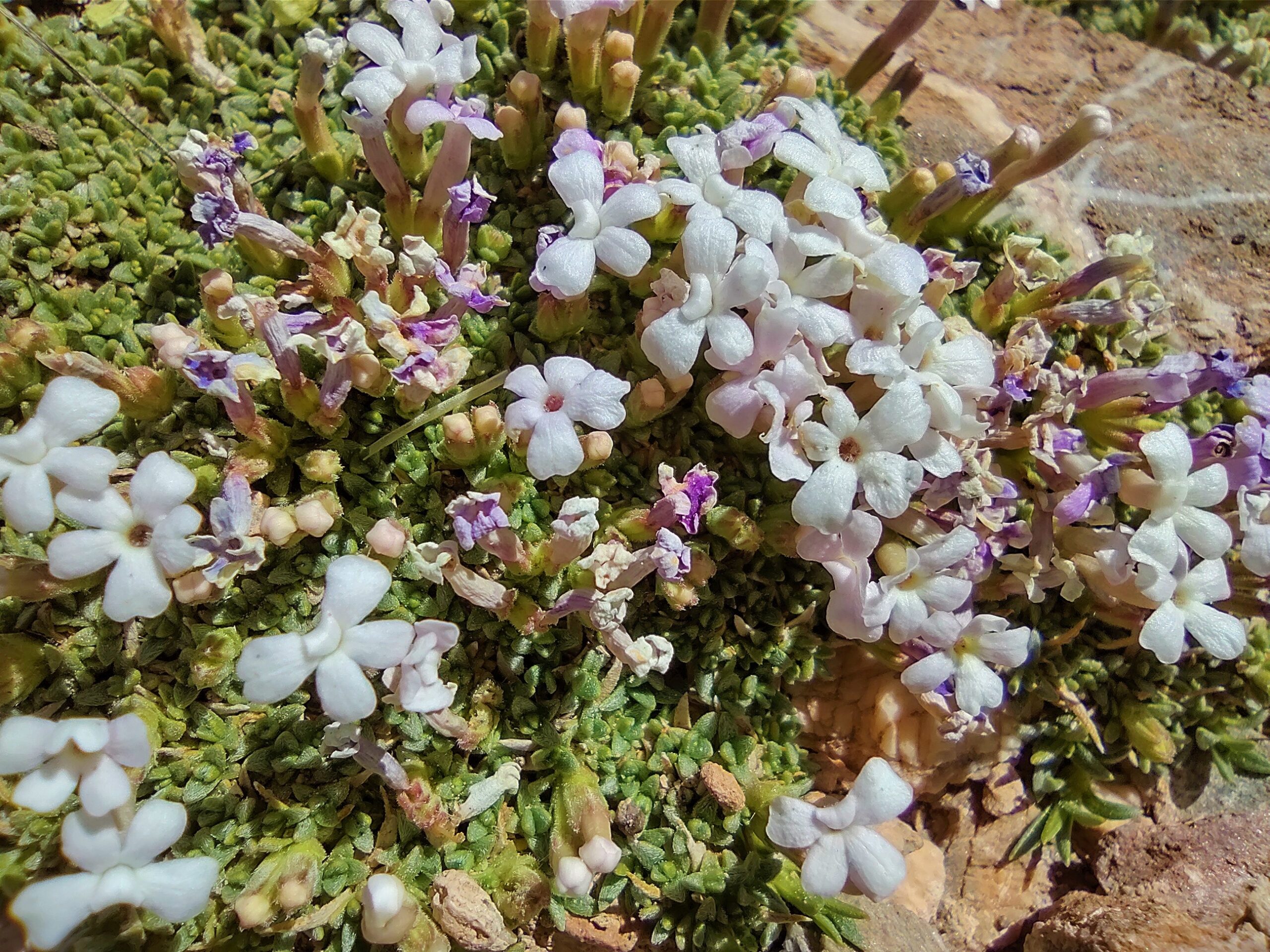 ESPECIES 25