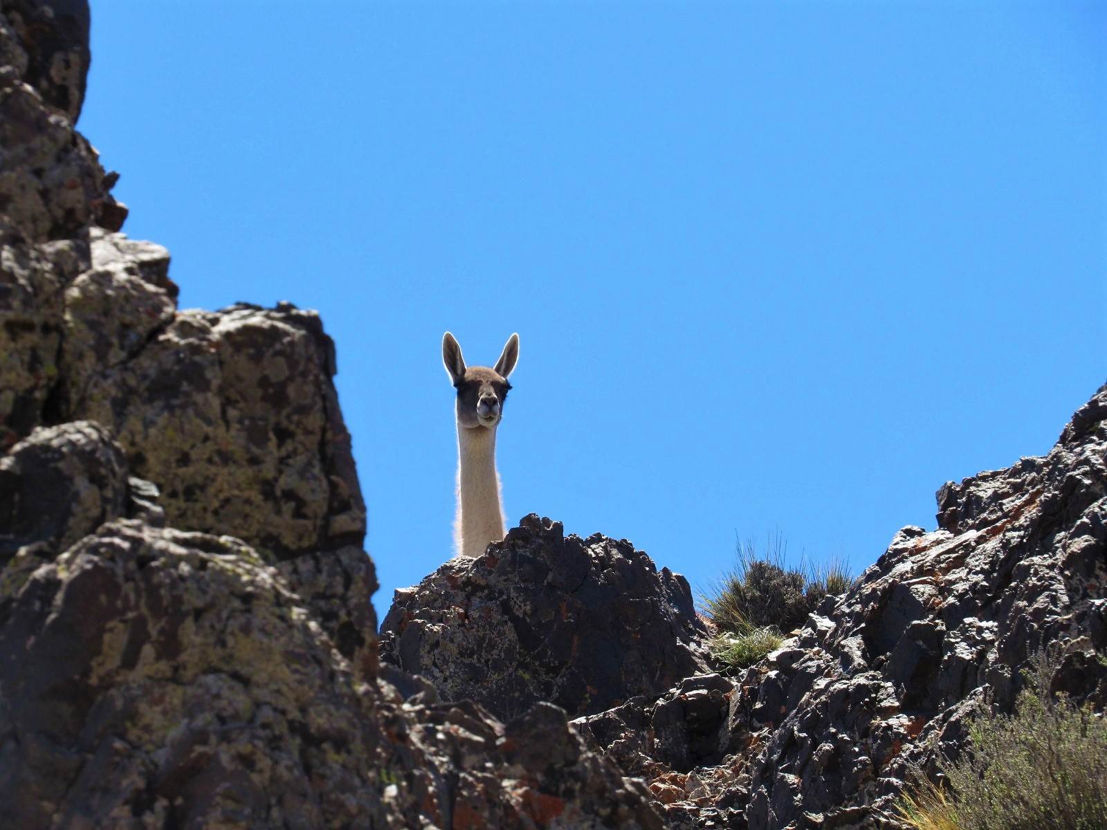 ESPECIES 9 - Guanaco