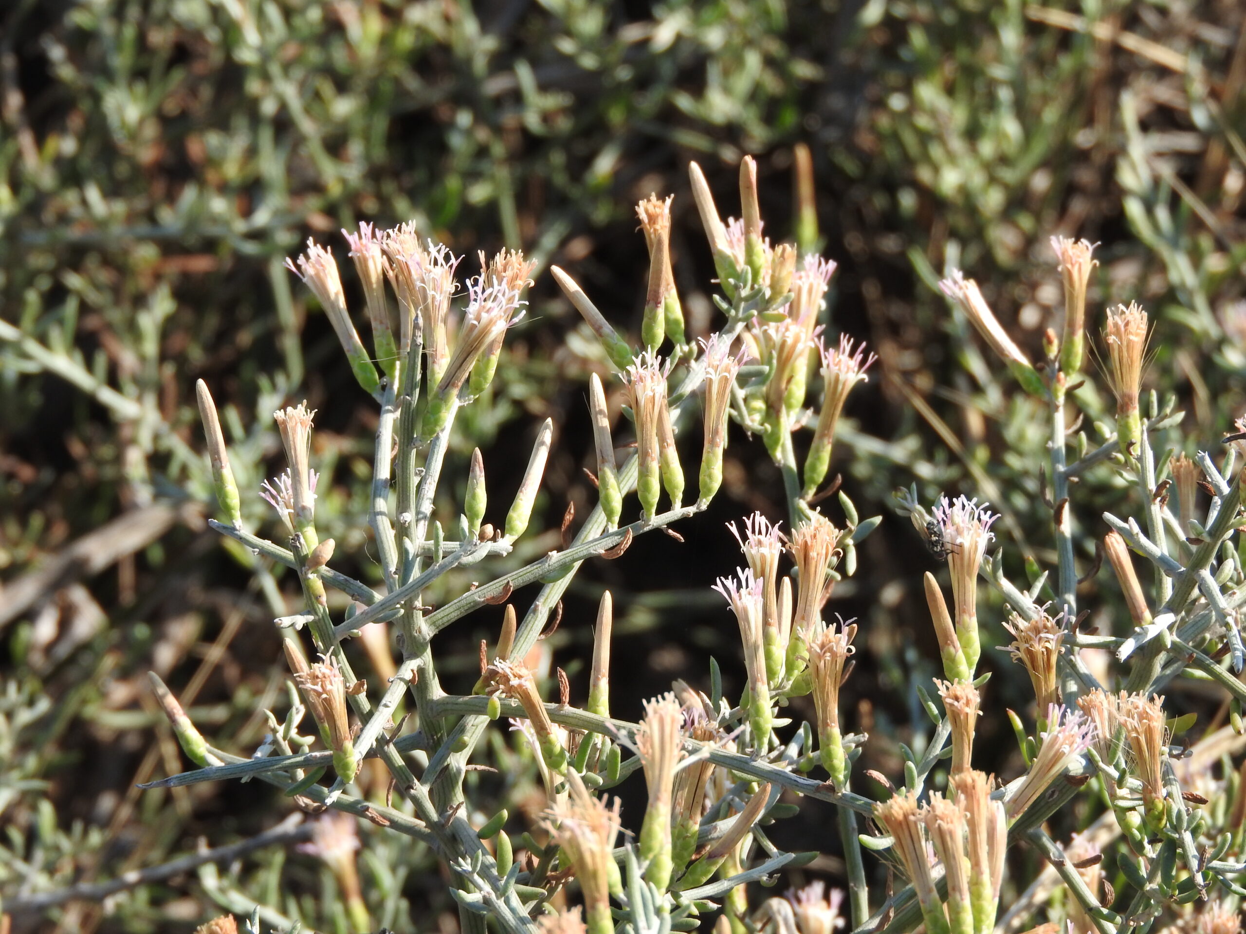 Palo azul (Cyclolepis genistoides), arbusto medicinal que forma _azuscales_ en zonas salinas - emblematica (1)