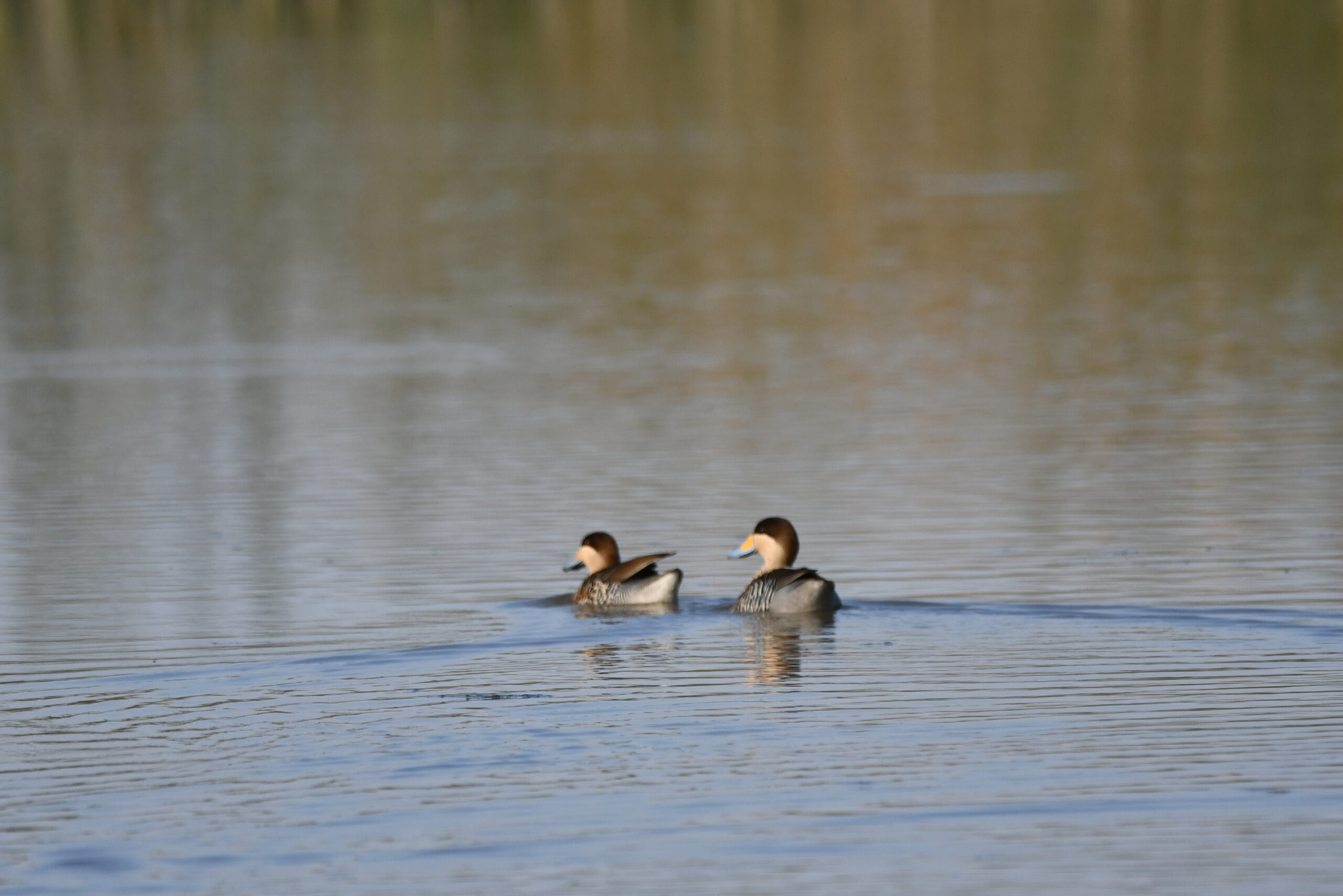 Patos capuchinos 2 (1)