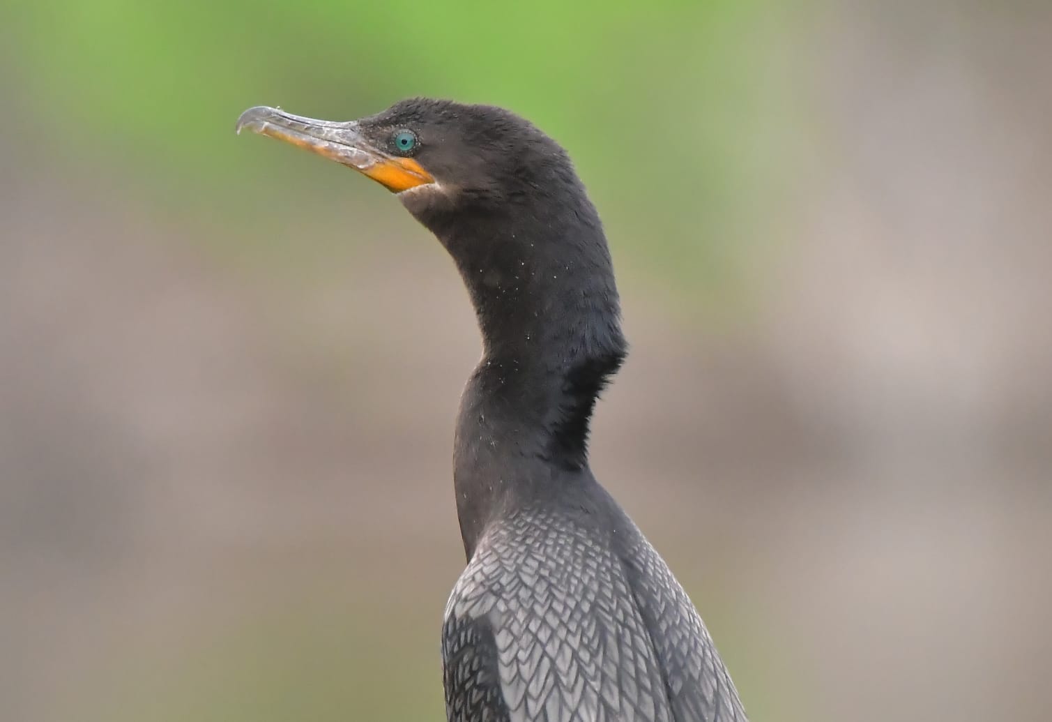 bigua